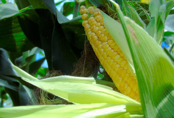 Campo de cultivo de maíz transgénico en Colombia durante la cosecha récord