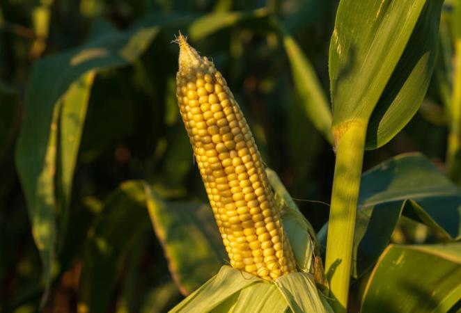 Cultivos transgénicos y el cambio climático