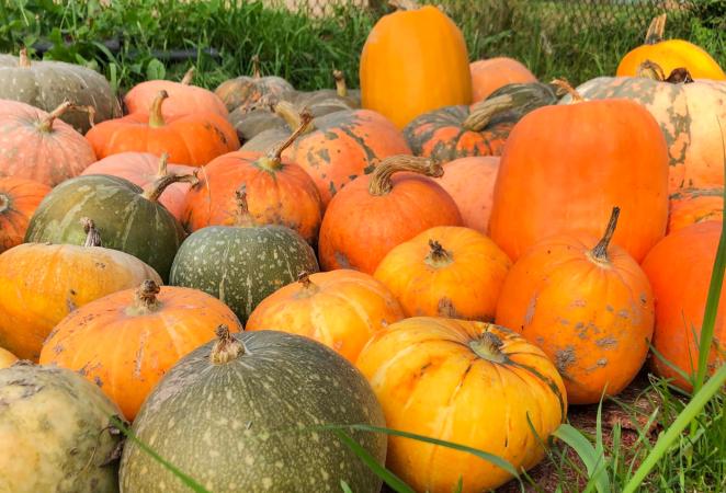 tipos de calabaza, Genoma de la calabaza