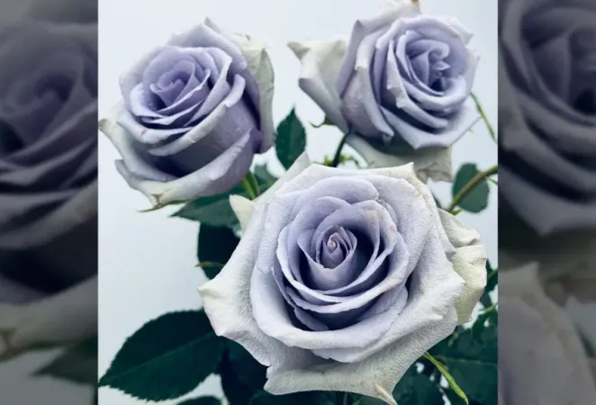 rosa azul genéticamente modificada, Fotografia de Suntory
