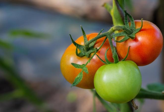 tomate con vitamina D