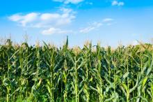 Brasil aprueba uso comercial de nueva variedad de maíz transgénico
