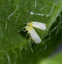 ¿Por qué un insecto tiene 49 genes de plantas en su genoma?