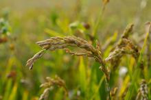 Por primera vez se cosecha Arroz Dorado en Filipinas