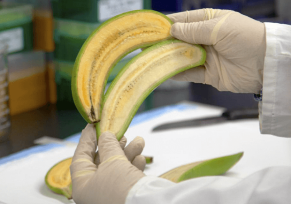 Super banana modificada genéticamente por científicos ugandeses