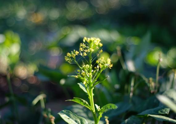 Camelina planta