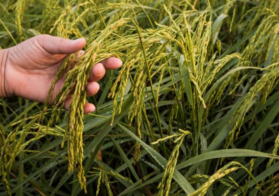 campo de Arroz_ arroz biofortificado
