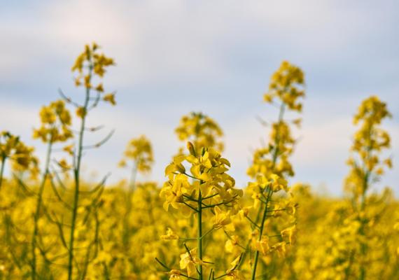 canola transgénica, transgénicos en colombia, colombia transgénicos