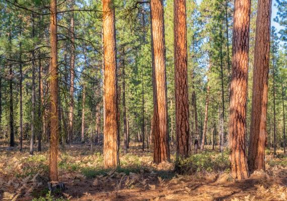 Gen potenciador, Agro-bio, madera
