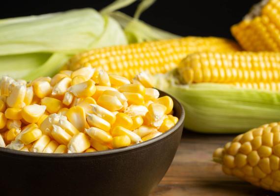 cultivos transgénicos, transgénicos