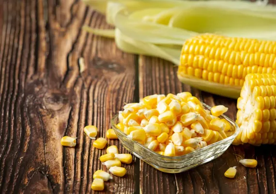 maíz transgénico, maíz GM, biotecnología, agro-bio