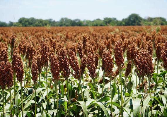 sorgo resistente, sorghum, biotecnología, agro-bio
