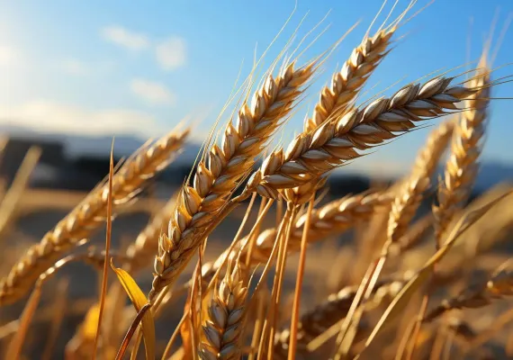 trigo resistente, trigo, wheat, agrobio