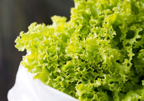 lechuga transgénica