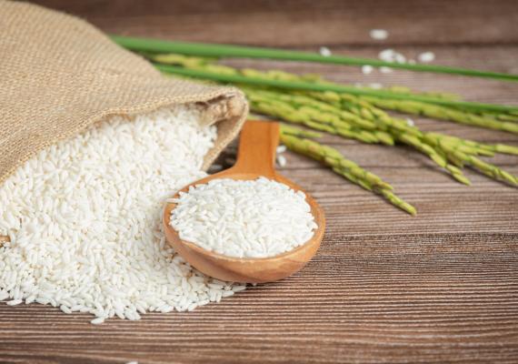 arroz transgénico