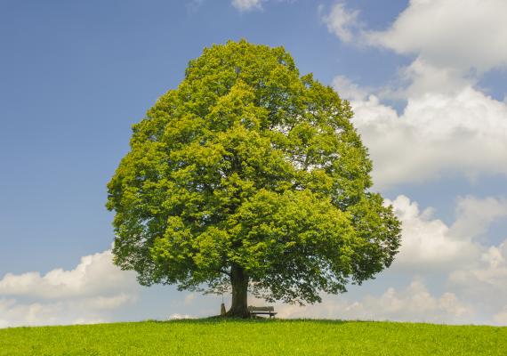 árbol transgénico