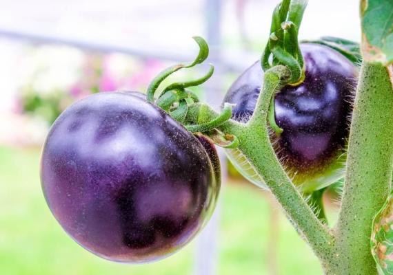 Tomate morado