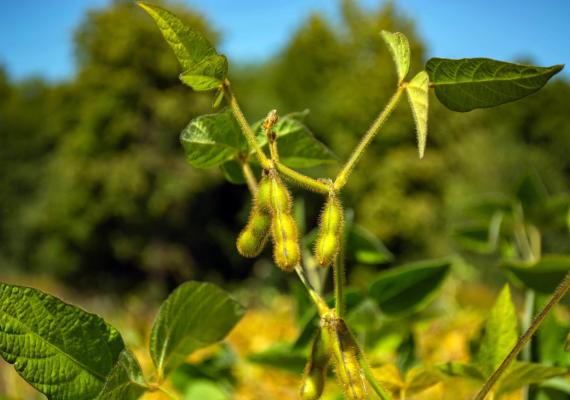 soya transgénica, cultivo de soya