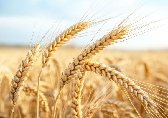 trigo editado, trigo, wheat, trigo editado geneticamente, trigo chile