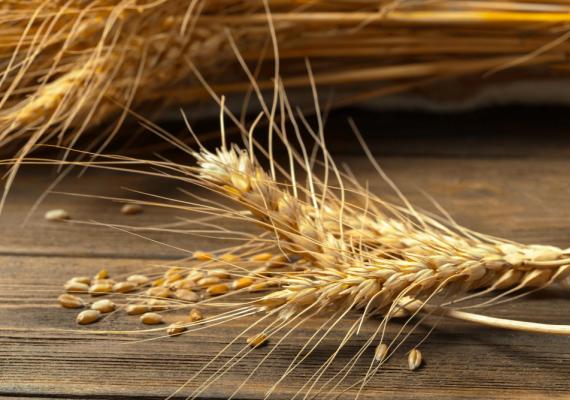 genética del trigo, trigo, wheat, agrobio