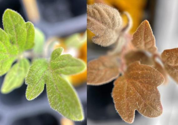 Tomato leaves turn red (right) due to low nitrogen in the soil (Photo Source: Cornell Chronicles)
